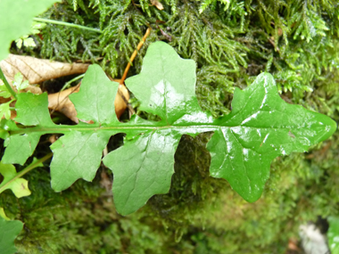 Feuille très découpée et au pétiole embrassant. Agrandir dans une nouvelle fenêtre (ou onglet)